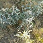 Asclepias eriocarpa Alkat (teljes növény)