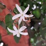 Jasminum fluminense Flower