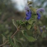 Salvia ballotiflora Цветок