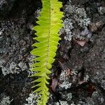 Nephrolepis abrupta Leaf