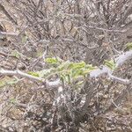 Vachellia hebeclada Кора
