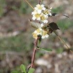 Spiraea hypericifolia Çiçek