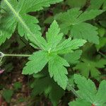 Geranium reflexum Folha