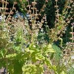 Salvia sclarea Alkat (teljes növény)