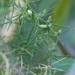 Asparagus aphyllus Leaf