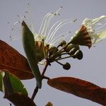 Lafoensia pacari Flower