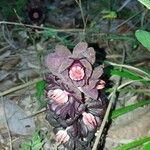 Sarcodes sanguinea 花