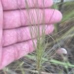 Taeniatherum caput-medusae Fula