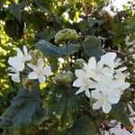 Dombeya acutangula ফুল