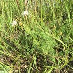 Dalea multiflora Vivejo