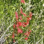 Penstemon eatonii Хабит