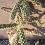 Cylindropuntia imbricata Habitus