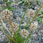 Allium angulosum Fruit