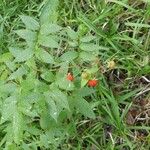 Rubus fraxinifolius Habit