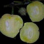 Garcinia dulcis 果