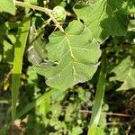 Solanum viarum Leaf