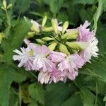 Saponaria officinalisFlower