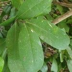 Xylocarpus granatum Foglia