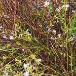 Dampiera stricta Plante entière