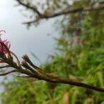 Epidendrum secundum Kvet