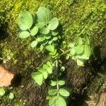 Cardamine amara Elinympäristö