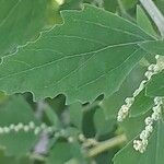 Chenopodium ficifolium Foglia