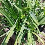 Tulbaghia simmleri Leaf