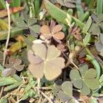 Oxalis corniculataLehti