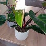 Philodendron erubescens Folha