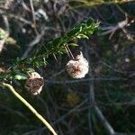 Acacia paradoxa Muu