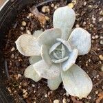 Echeveria lilacina Lapas