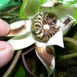 Nymphaea conardii Blüte