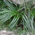 Puya chilensis Hostoa