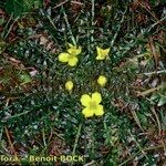 Morisia monanthos Hábito