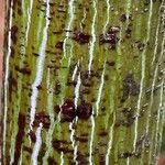 Acer rufinerve Bark