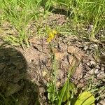 Rorippa amphibia Flor