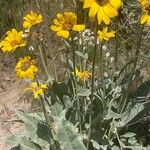 Wyethia sagittata Φύλλο