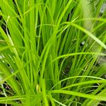 Carex elata Fuelha