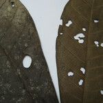 Tetrameranthus guianensis Други