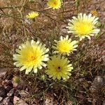 Malacothrix glabrata Flower