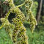 Girardinia diversifolia Frucht
