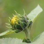 Helianthus annuus Цветок