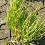 Salicornia procumbens Листок