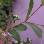 Euphorbia nutans Fuelha