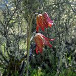 Fritillaria gentneri Λουλούδι