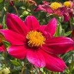 Dahlia pinnata ফুল