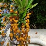 Duranta erecta Φρούτο