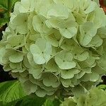 Viburnum macrocephalum Flower