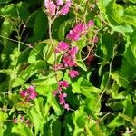 Antigonon leptopusFlower