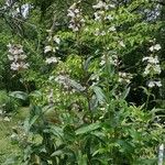 Penstemon laevigatus Habit